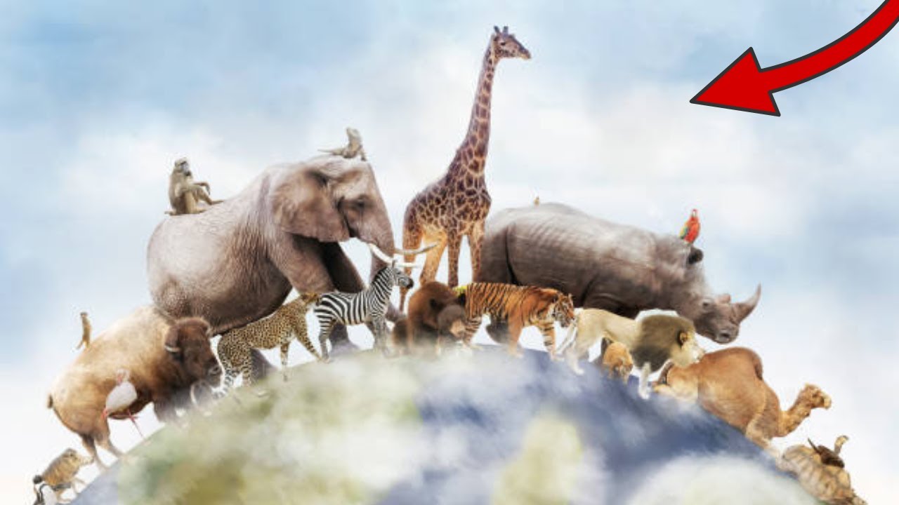 SECRETOS | LOS 10 ANIMALES MÁS FUERTES DEL MUNDO