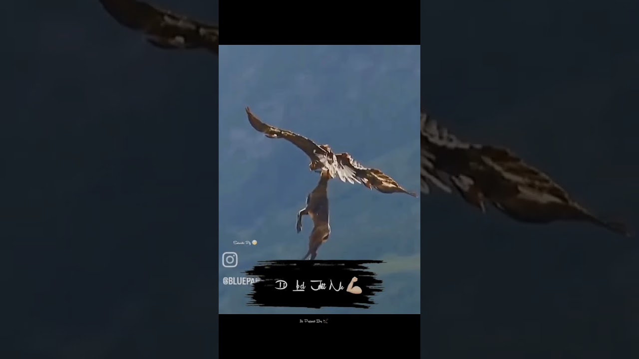 🦅@eagletrindade @talesnetworkdc @denov_elvd #keşfet #asmr #jin #workout #bohemia #wildlife ###