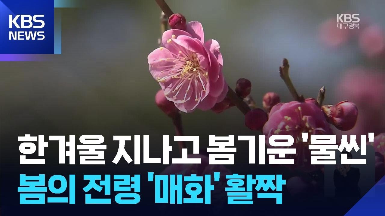 한겨울 추위 지나고…봄의 전령 ‘매화’ 활짝 / KBS  2026.03.07.