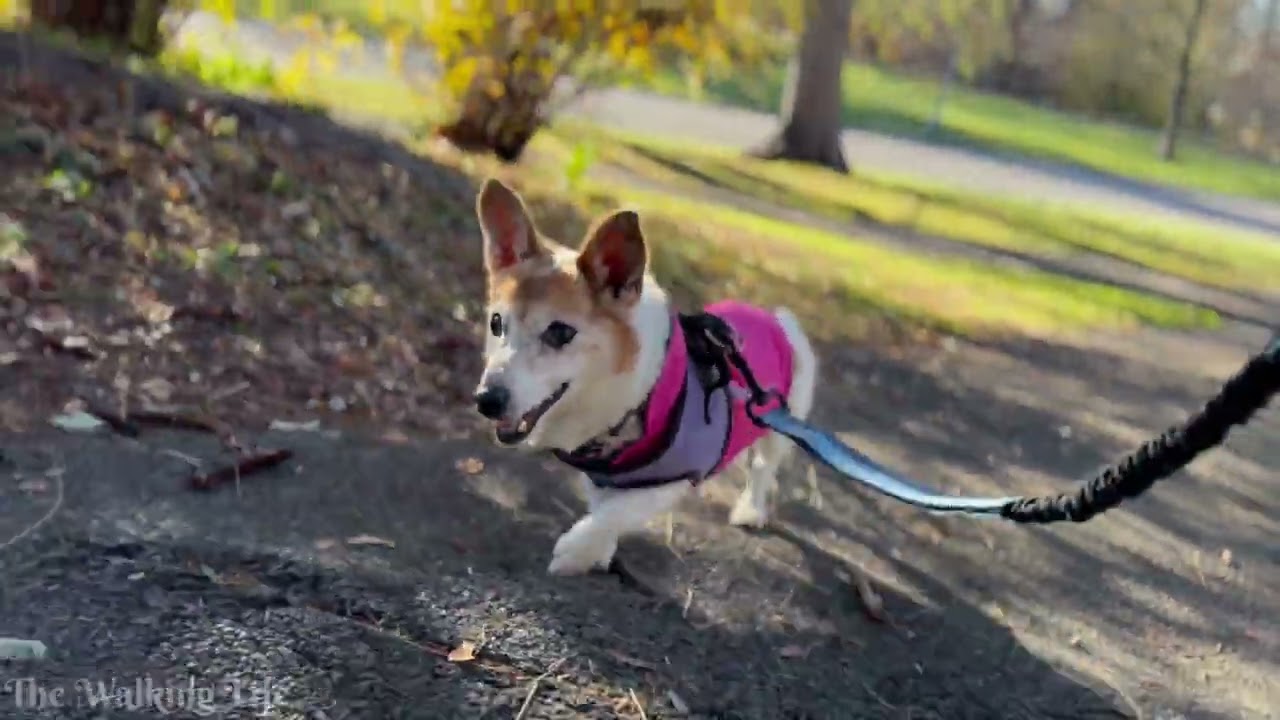 Помесь корги для пожилых собак в Саратога-Спрингс, Нью-Йорк | Прогулка с Фэй в Конгресс-парке в ф...