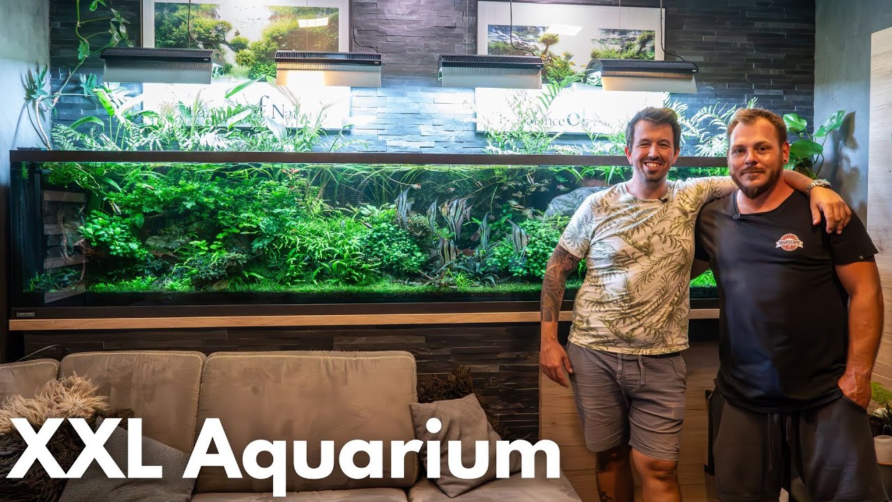 XXL Nature Aquarium - 3 Meter Aquascape