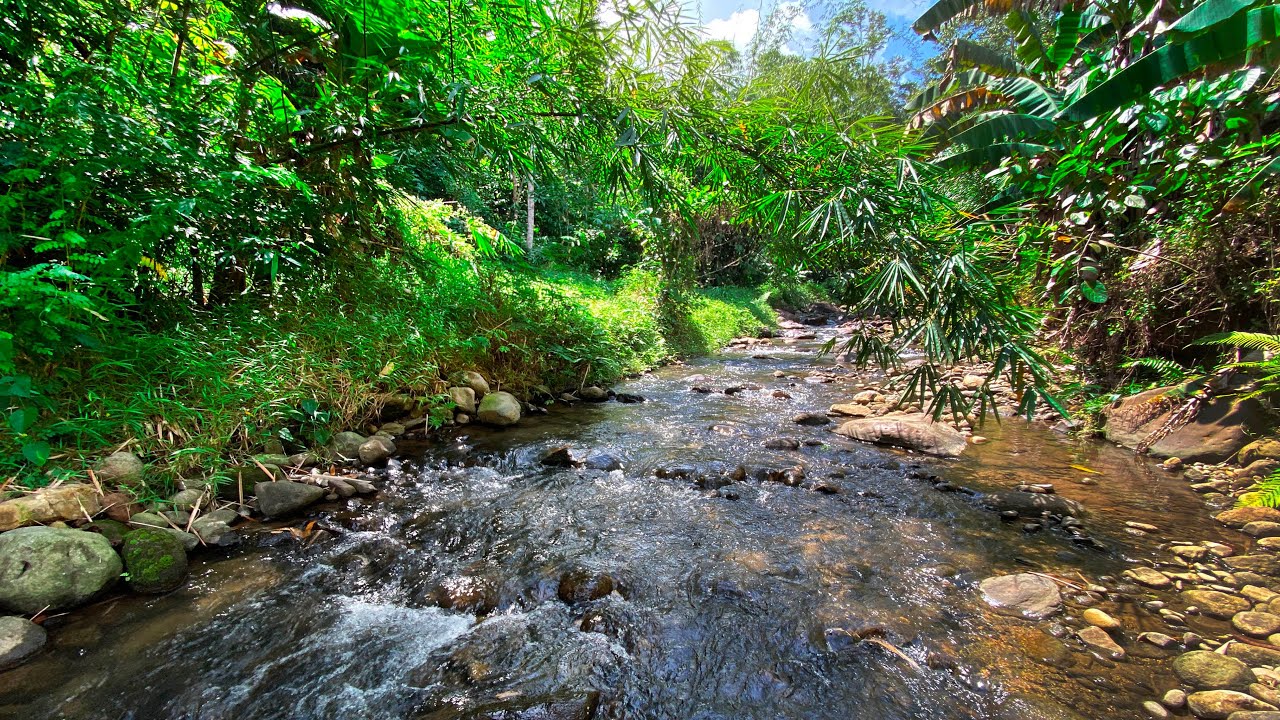 Relieve Stress to Sleep Soundly with Serene River Sounds from Gentle Stream Beneath Jungle Sun Rays
