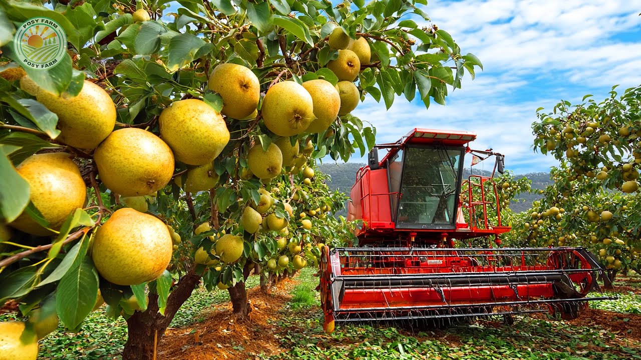 How Japan Farmers Harvest the World's Most Expensive Pears