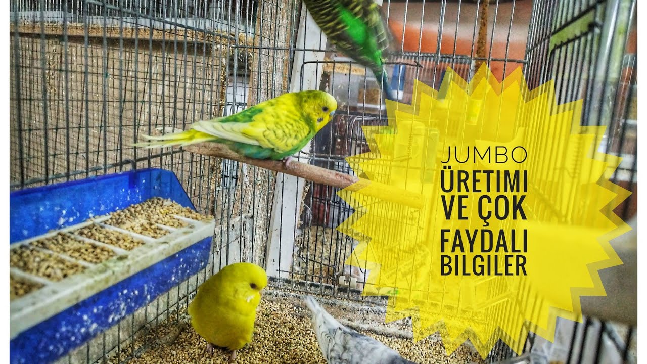Jumbo Üretimi ve Çok Faydalı Bilgiler