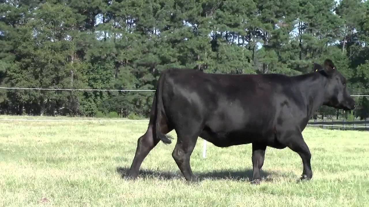 Black Grove 307