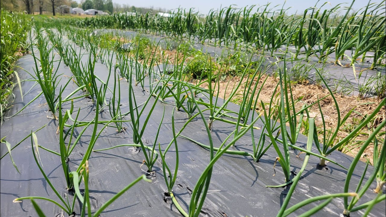 The Best way to grow ONIONS!