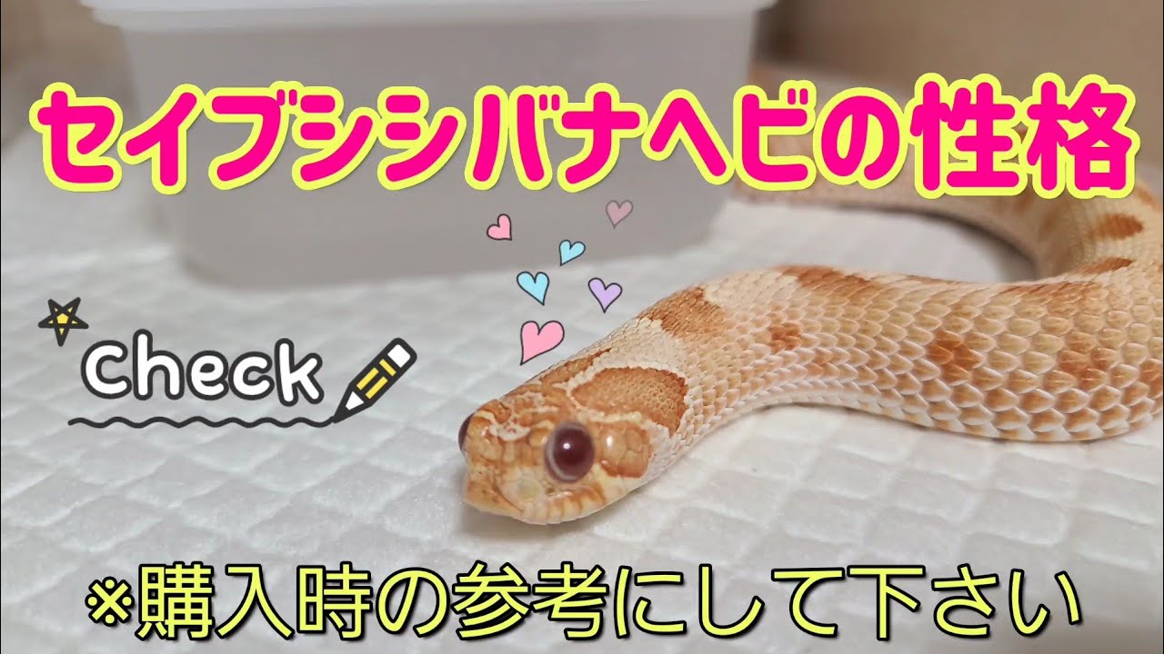セイブシシバナヘビの性格を４つ紹介します！購入時の参考にして下さい♪