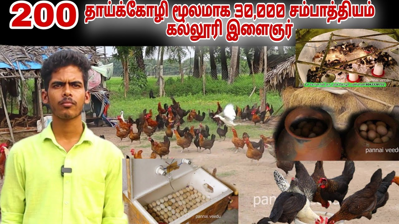 🔥 200 தாய்க்கோழி மூலம் மாதம் 30,000 சம்பாதிக்கும் கல்லூரி இளைஞர் 💢 #pannaiveedu #farming