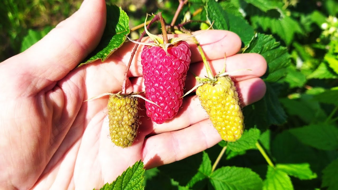 Гигантская малина, три самых крупных сорта ремонтантной малины в моем саду в Витебской области 