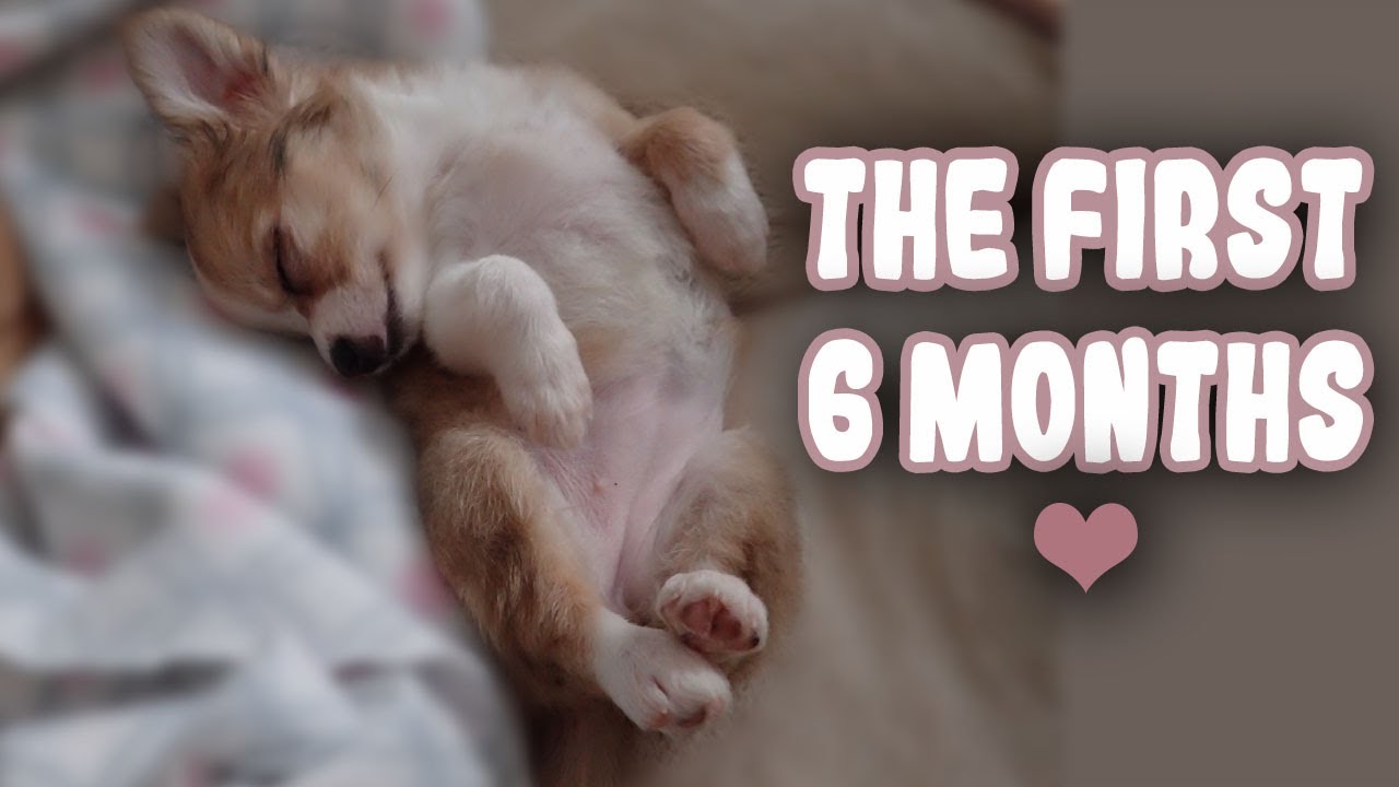 Our Chihuahua Grew Up So Fast! Puppy Growing From 8 Weeks to 6 Months Old *SO CUTE!*