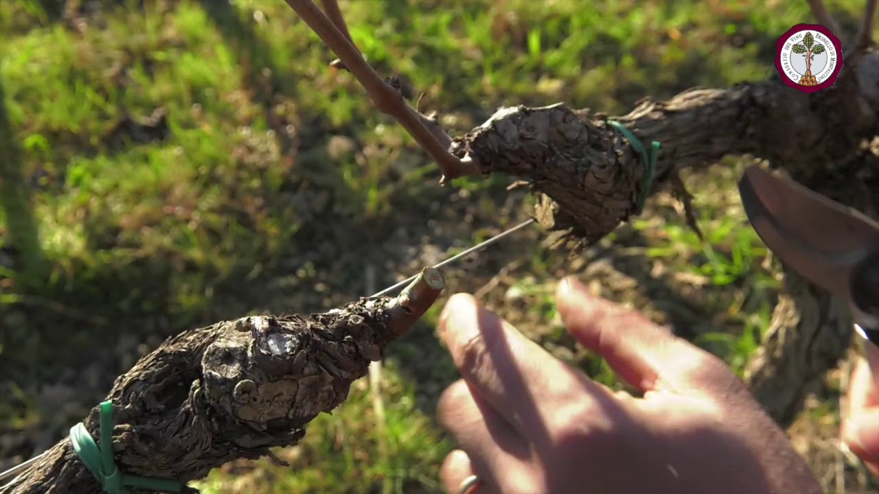 La potatura nei vigneti di Brunello