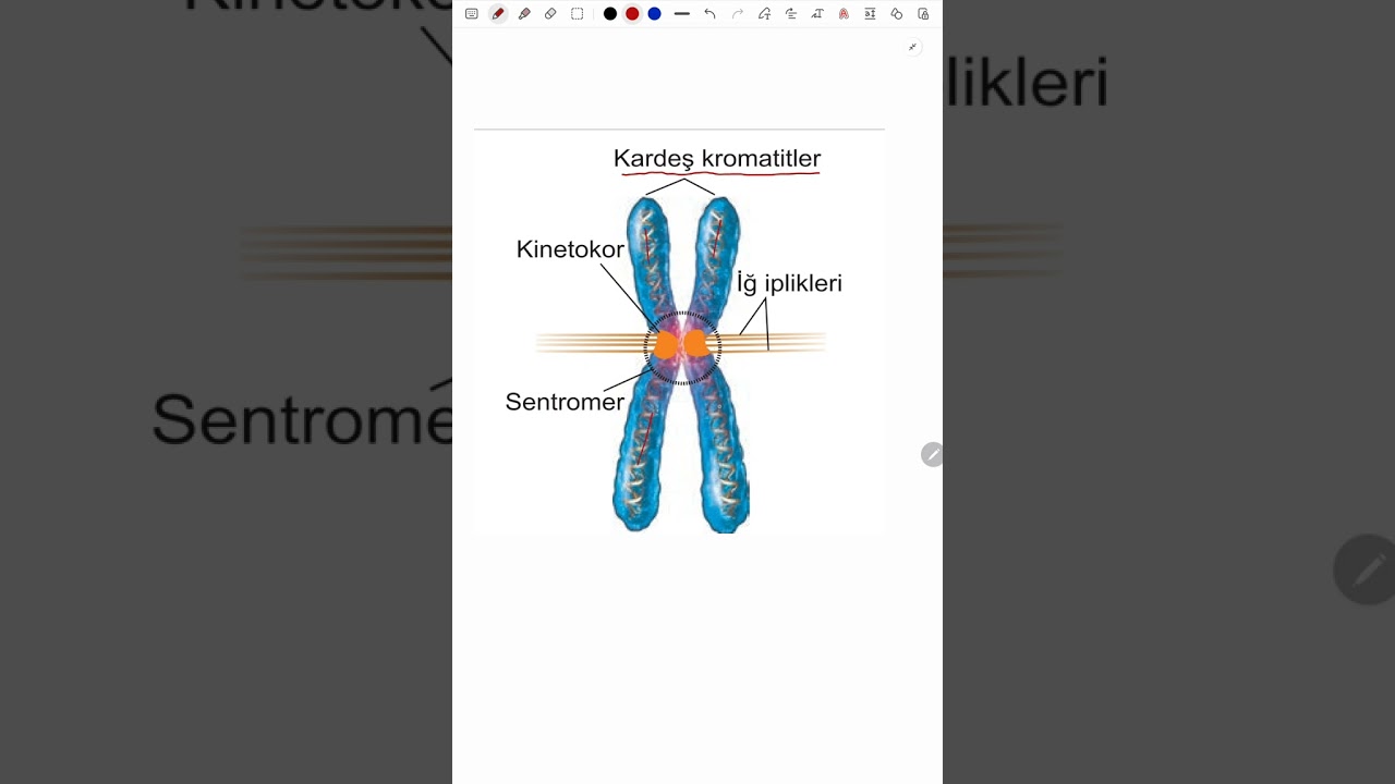 bunu unutma, kromozom, kromatit sentromer ,kinetokor