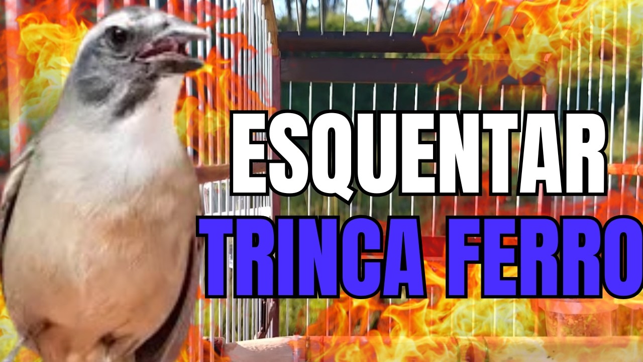 DESTRAVA TRINCA FERRO FRIO COM TRINCA FERRO CANTANDO PARA ESQUENTAR TRINCA FERRO FRIO