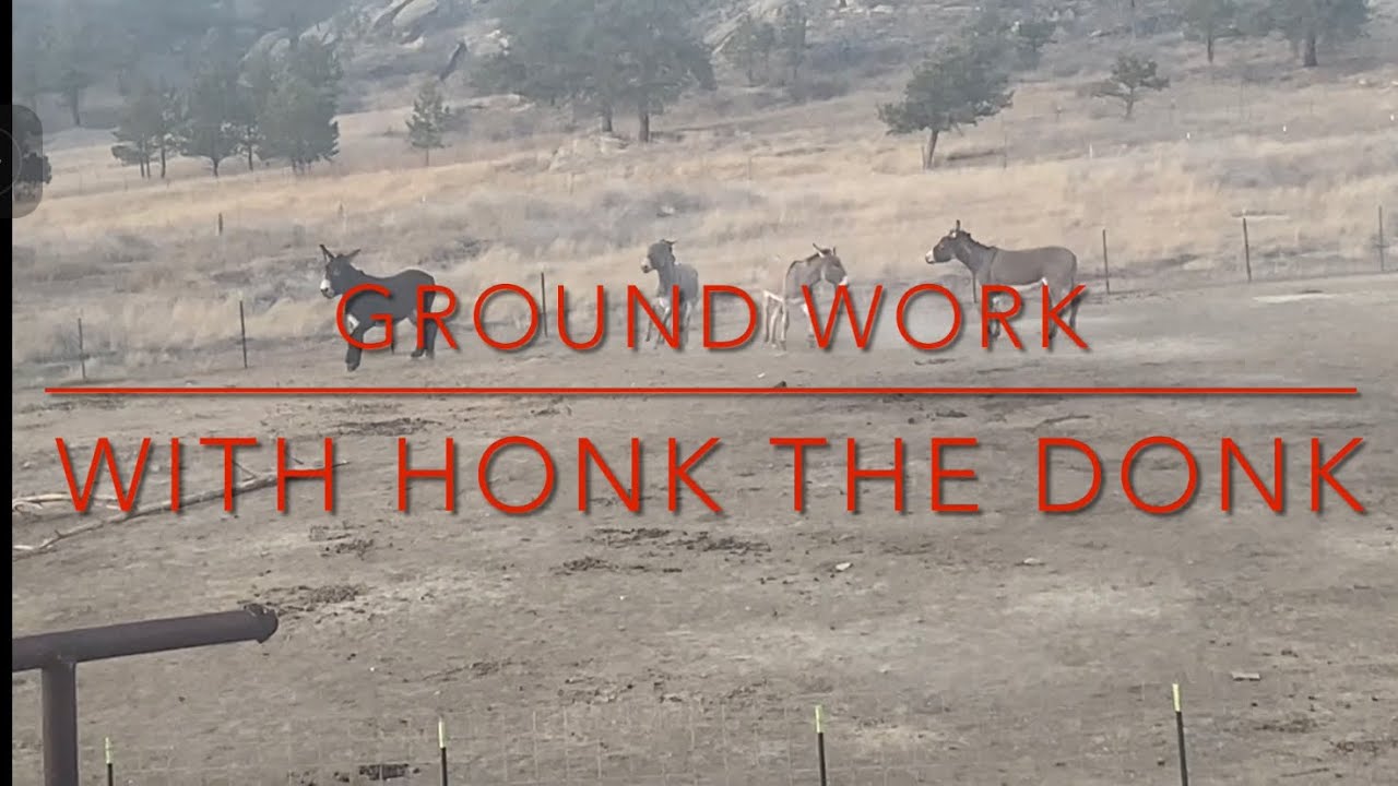 Unhandled Mammoth Donkey Groundwork part 3