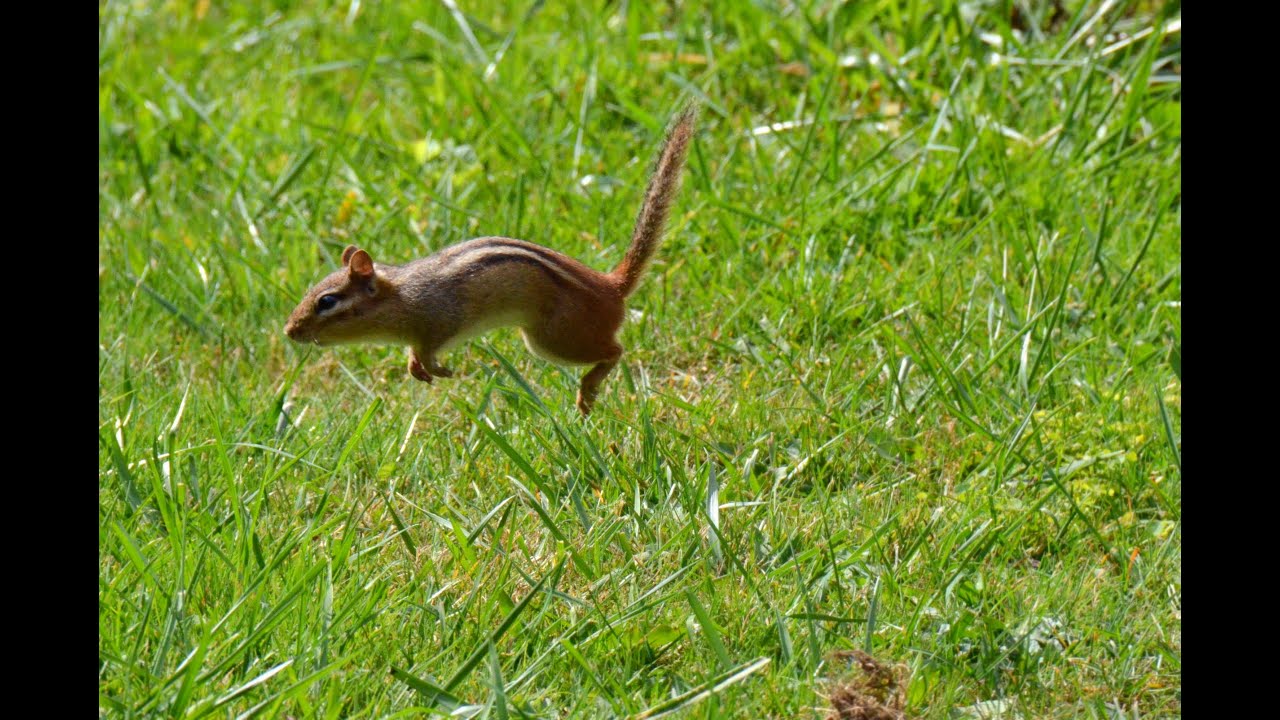 Chipmunk chirping sounds