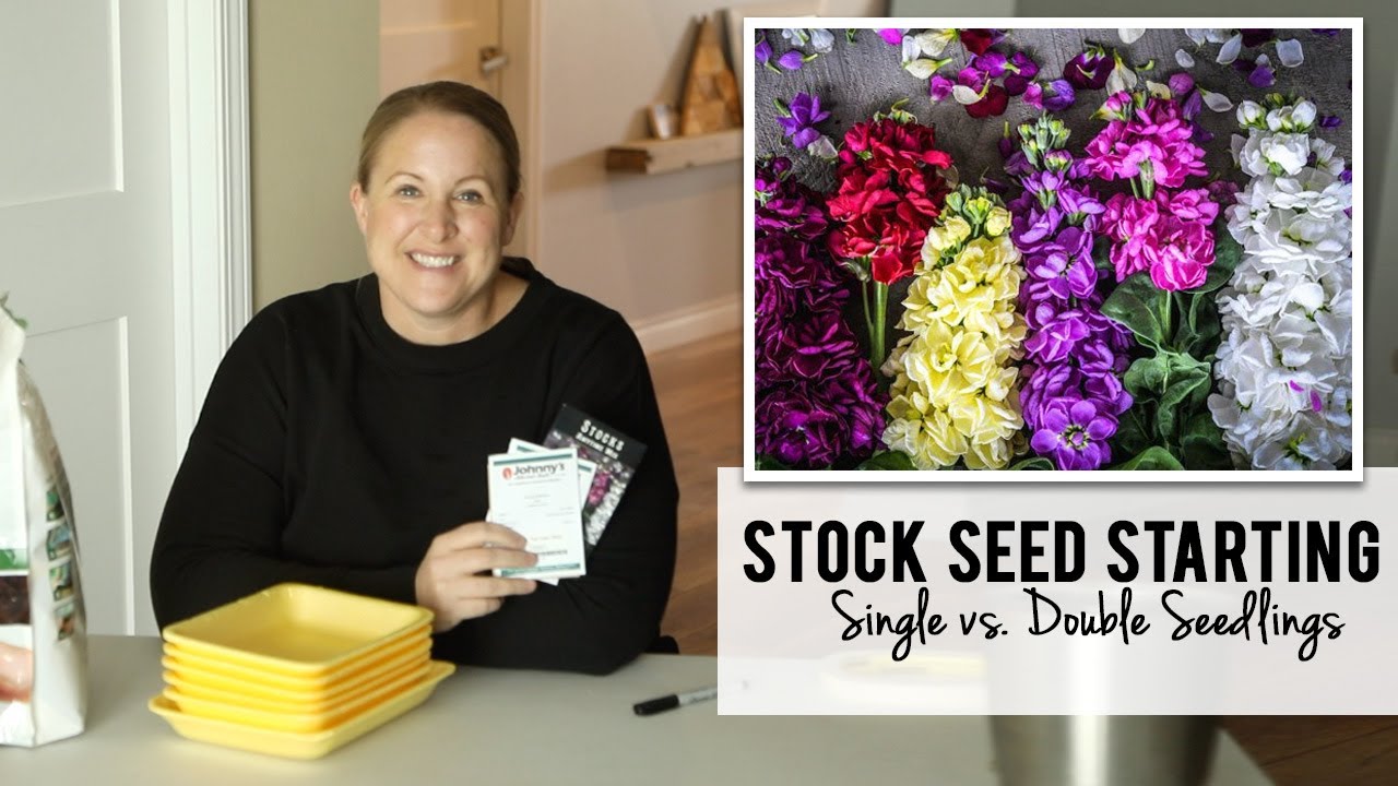 Starting Stock & How to Tell A Single vs. Double Bloom Seedling : Sunshine and Flora Flower Farm