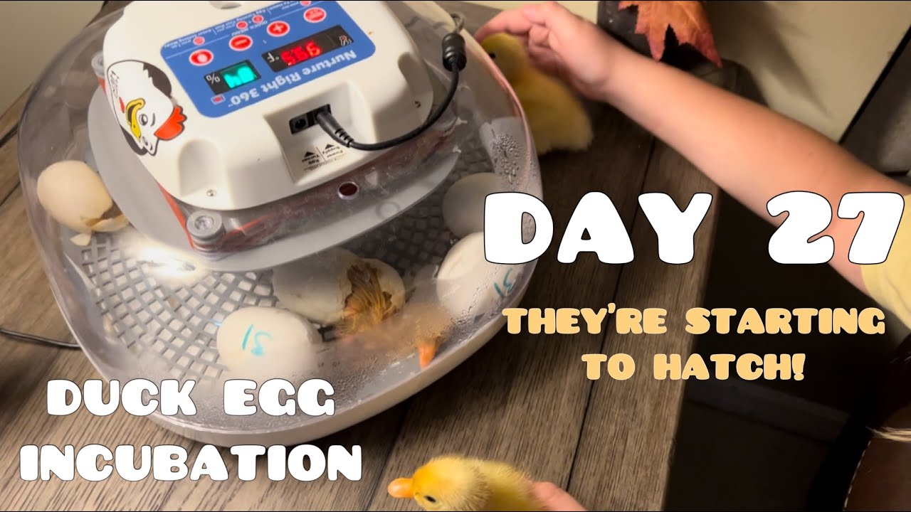 Duck Egg Incubation Series | Day 27