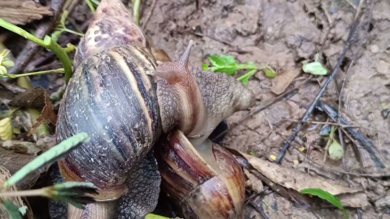 Wow snail in pagoda 