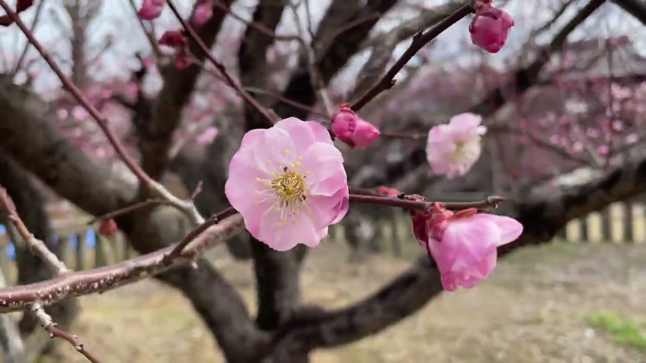 ワイエムエス　フレンドリー　宮ノ陣神社の将軍梅開花（久留米市）　2025/03/08