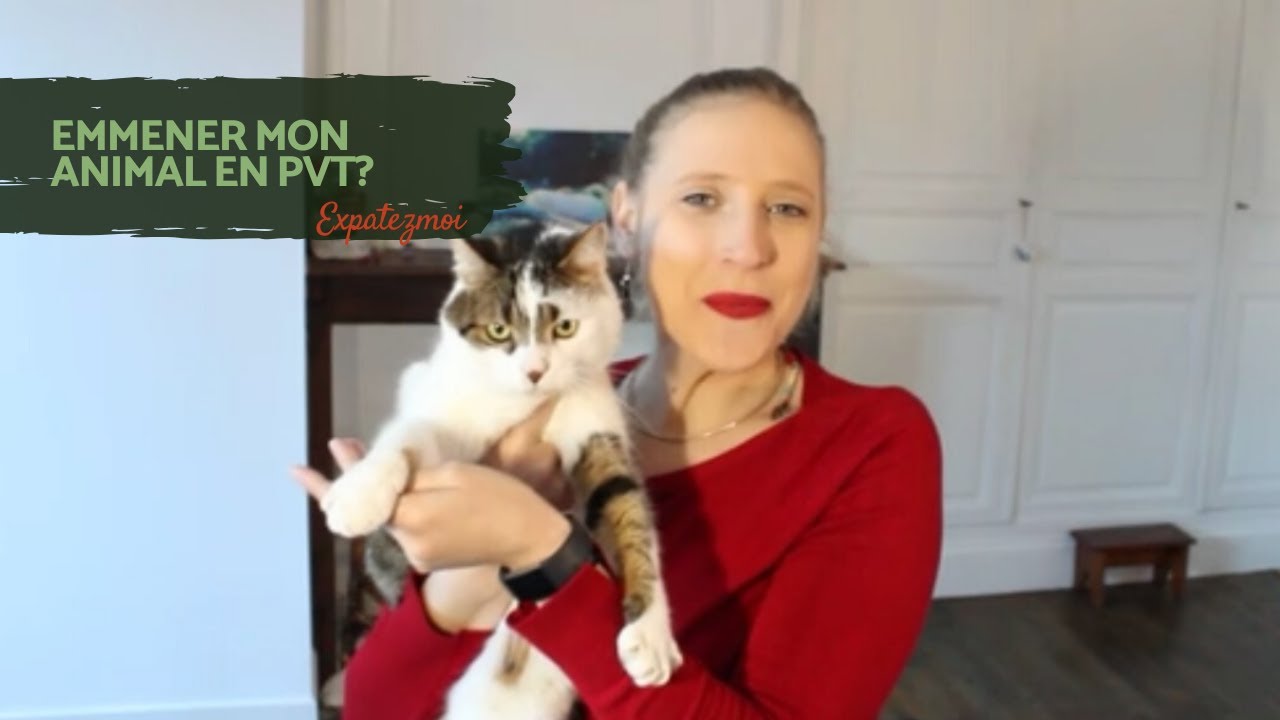 Emmener son chat ou chien en PVT.  Partie 1 : je l'emmène ou pas | Expatez-moi