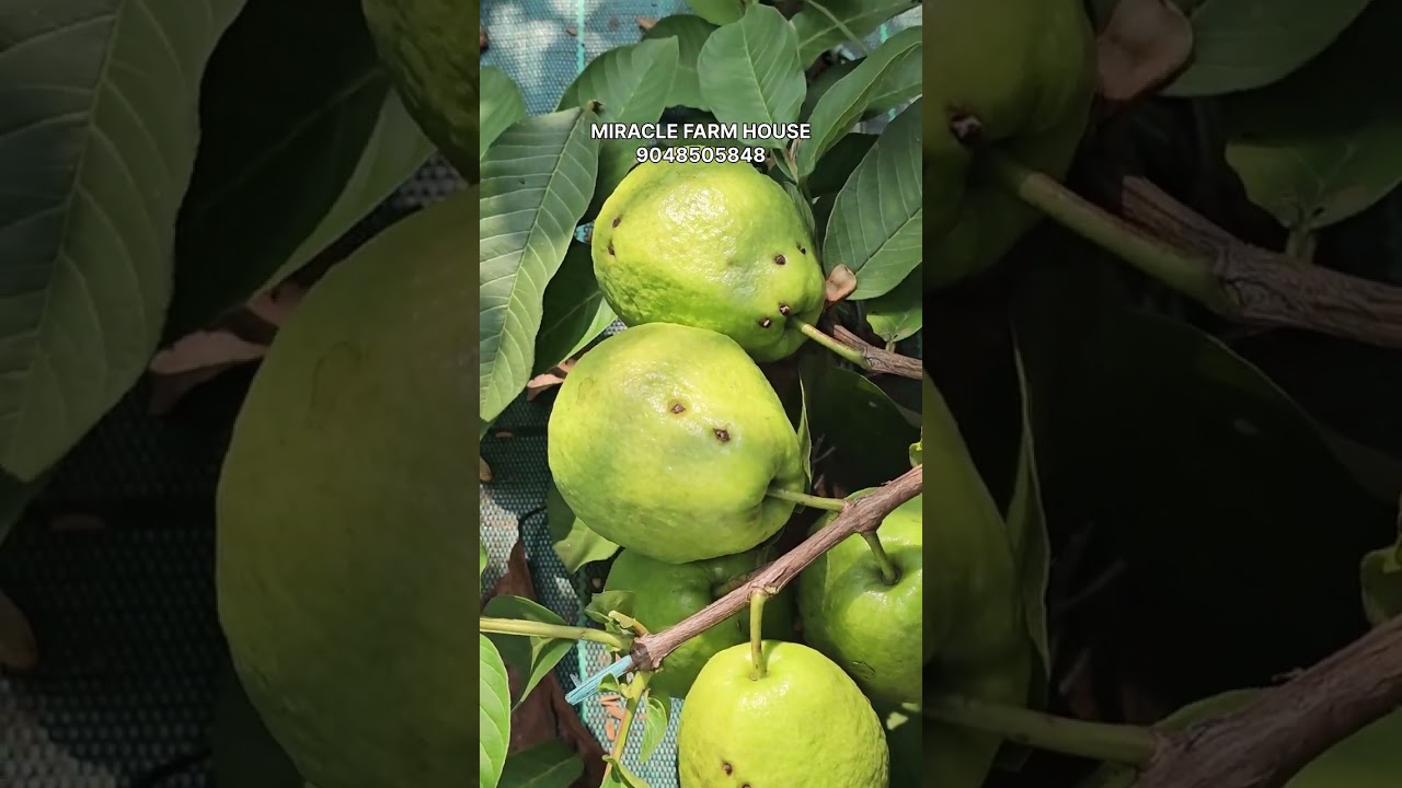 രണ്ടുവർഷംകൊണ്ട് 100 കിലോ കായ് പറിക്കാം ഈ പേരക്കയിൽ നിന്ന് ഇതുപോലെ ചെയ്താൽ ടേസ്റ്റ് കൂടുതലാവും….