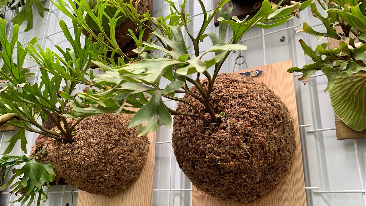 鹿角蕨/亞洲猴腦上板/透氣問題如何解決/需要注意什麼