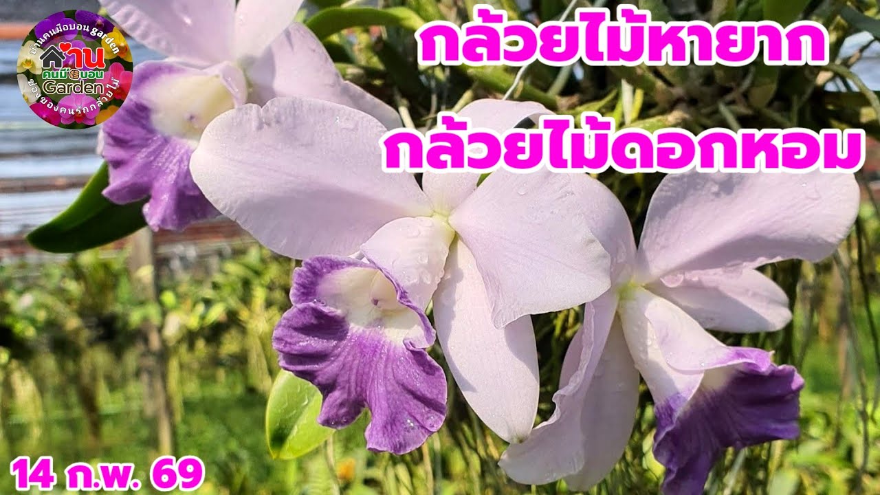 EP.810 กล้วยไม้แคทลียาเข้าใหม่ กล้วยไม้สวยๆหายาก #กล้วยไม้ #orchid 