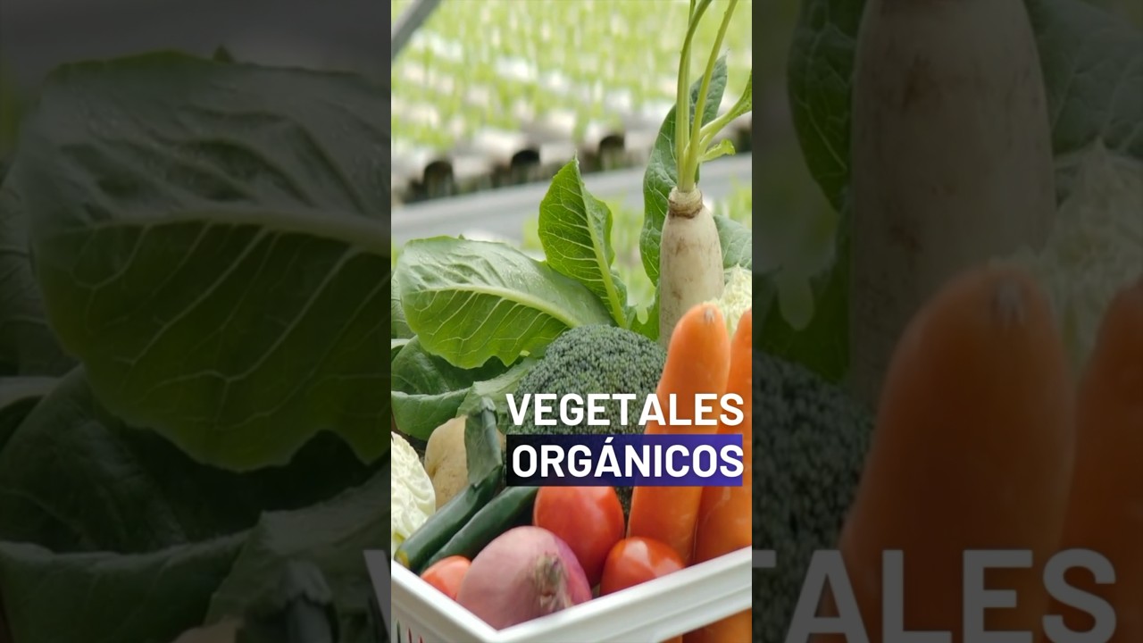 Vegetales org&aacute;nicos