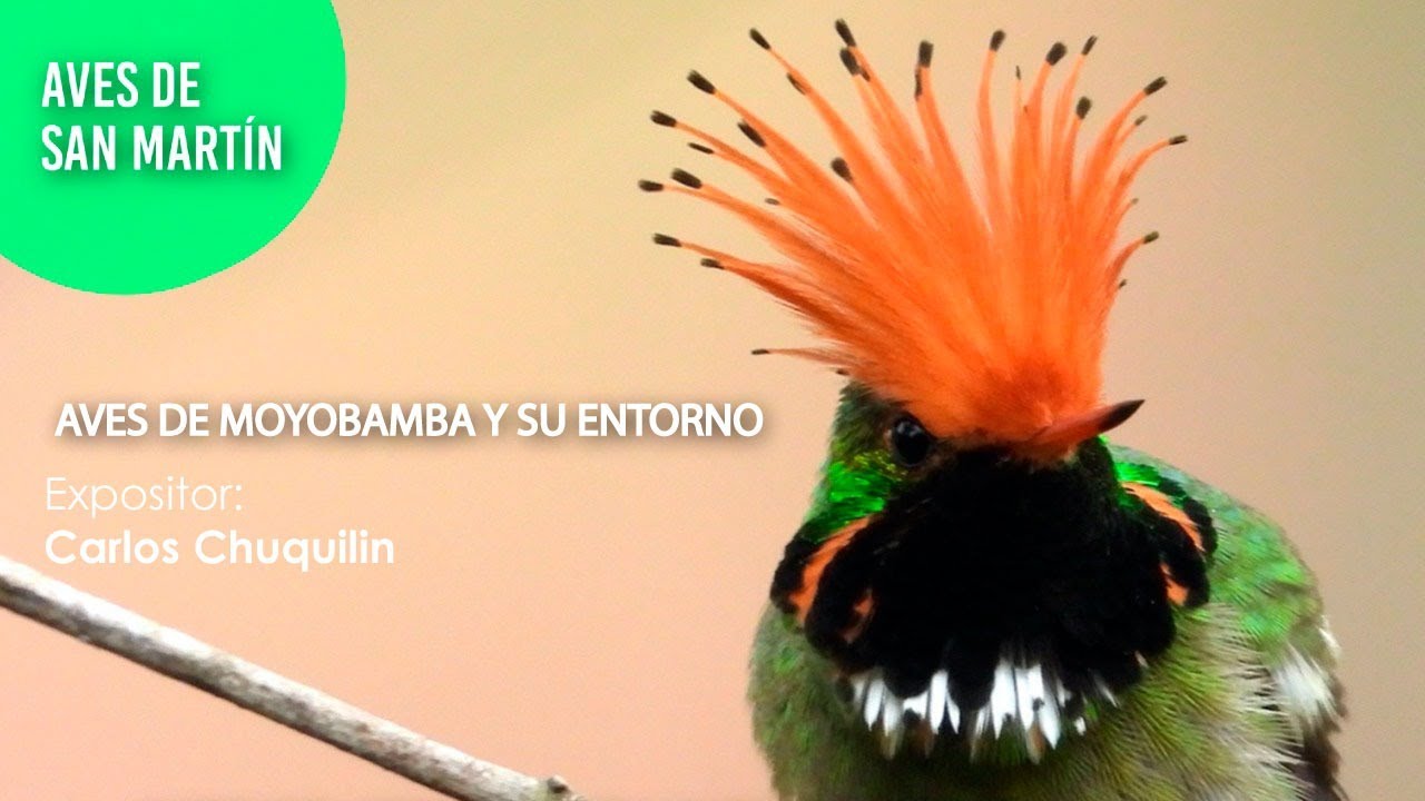 AVES DE MOYOBAMBA Y SU ENTORNO