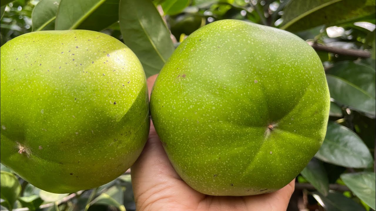 Hướng dẫn làm trái hồng sô cô la đơn giản
