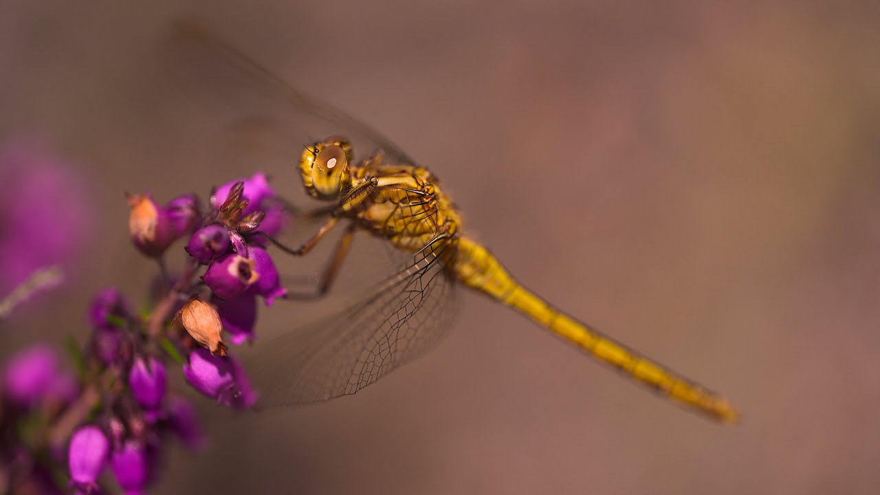 Test NIKKOR Z MC 105mm f/2.8 VR S (avec Myriam Dupouy)
