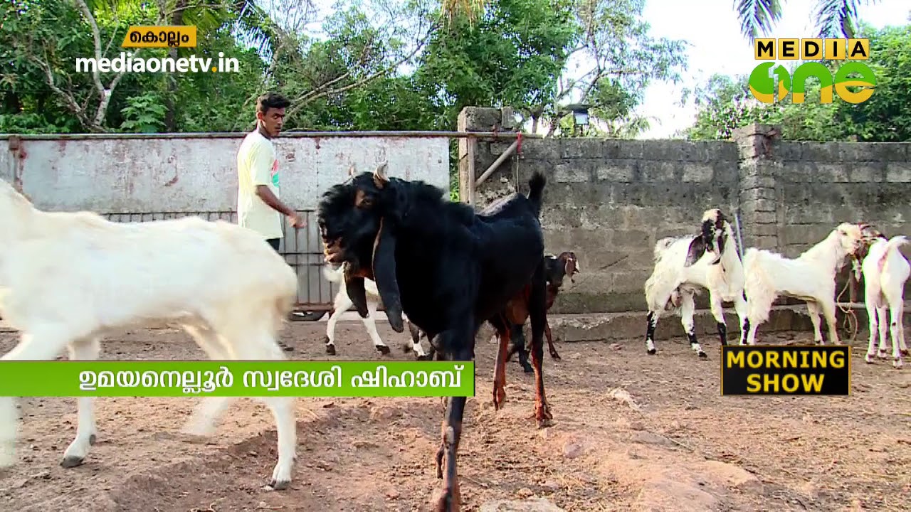 ആടുവളർത്തലിലൂടെ മികച്ച വരുമാനം | Goat Farming | Kayyoppu