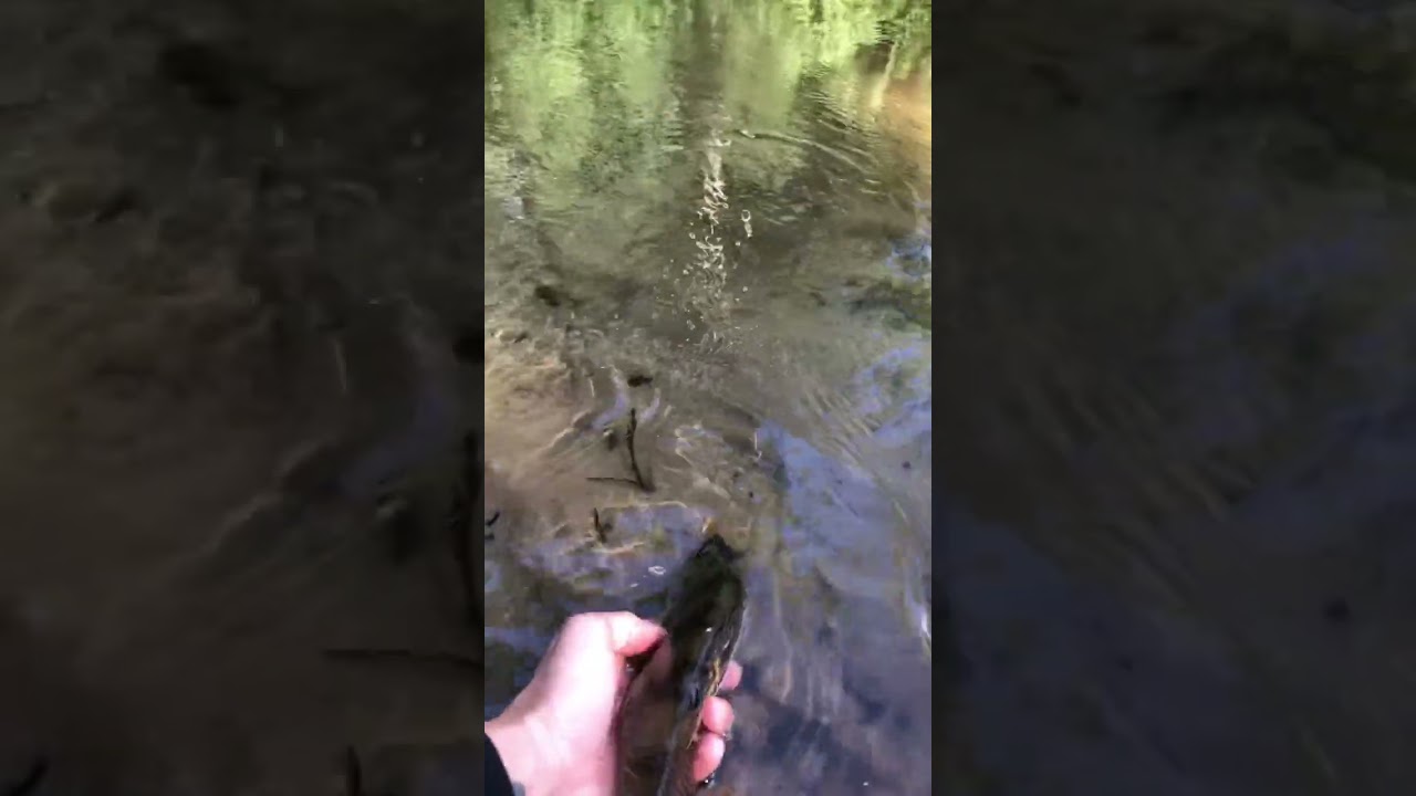 Okoń z małej rzeczki #perch #smallriver #fishing