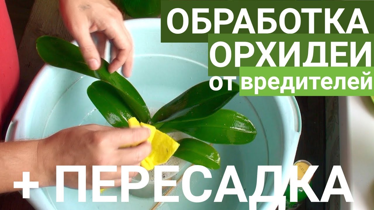 пересадка ОРХИДЕИ и ОБРАБОТКА орхидей от ПАРАЗИТОВ
