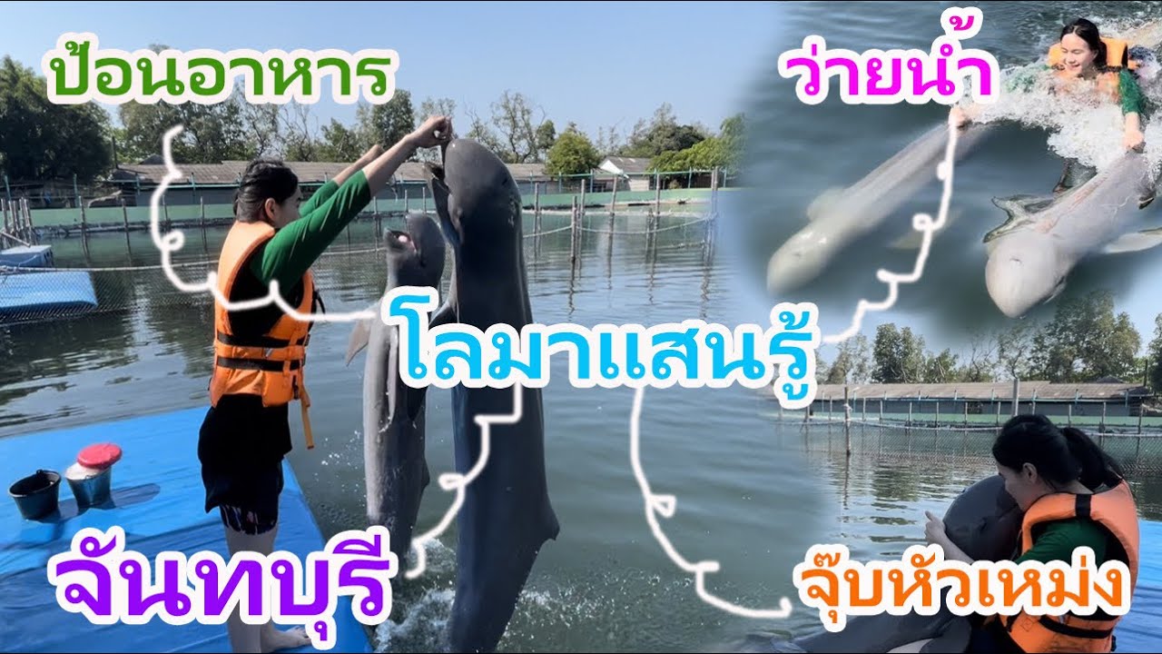 ตามกันไป EP.5 ว่ายน้ำกับปลาโลมา Oasis Sea World จันทบุรี