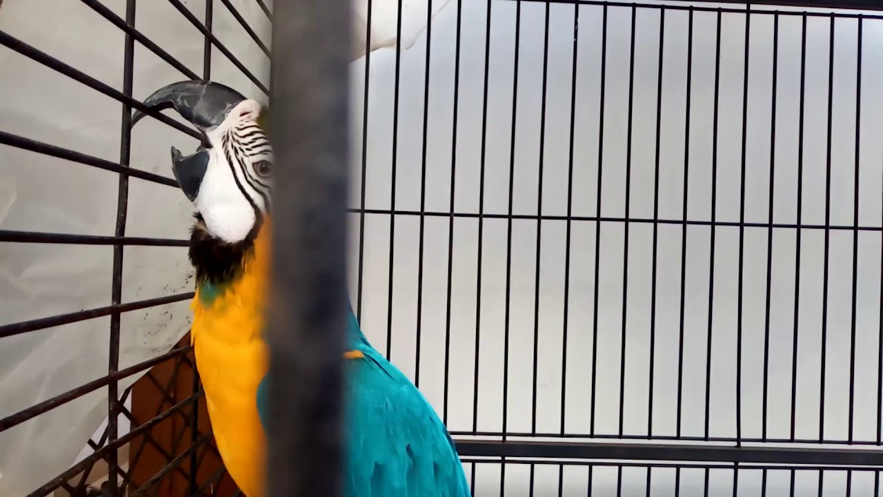 Blue and Gold Macaw parrot for sale in Kerala