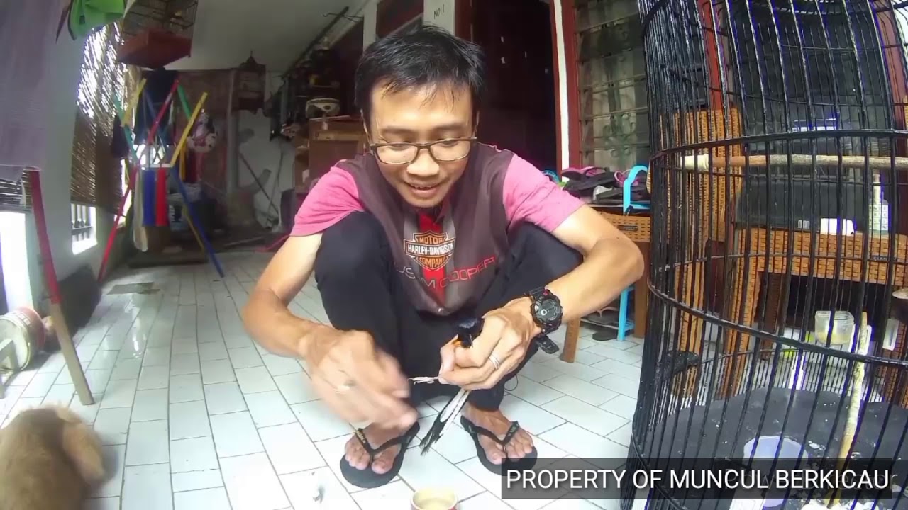 MEMBERSIHKAN DEKER KAKI MURAI BATU/SISIK KAKI MURAI BATU/SISIK KAKI MURAI BATU YANG SUDAH MEDANG