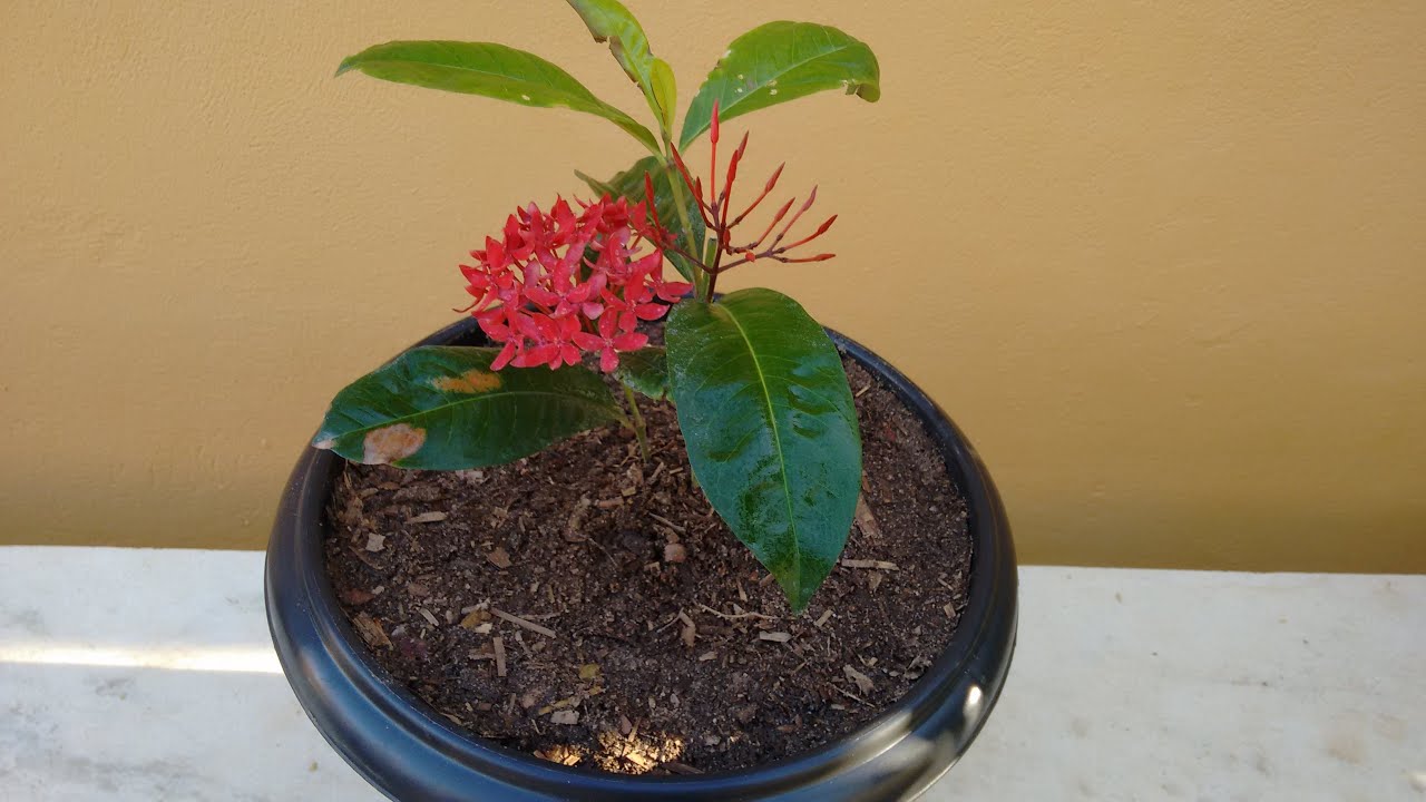 Ixora como plantar e cuidar.