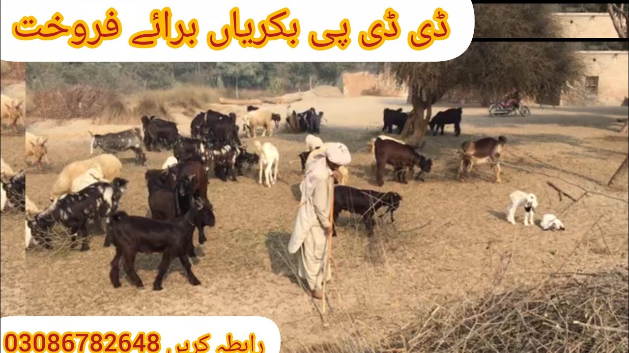 ڈی ڈی پی بکریاں برائے فروخت رابطہ کریں 03086782648