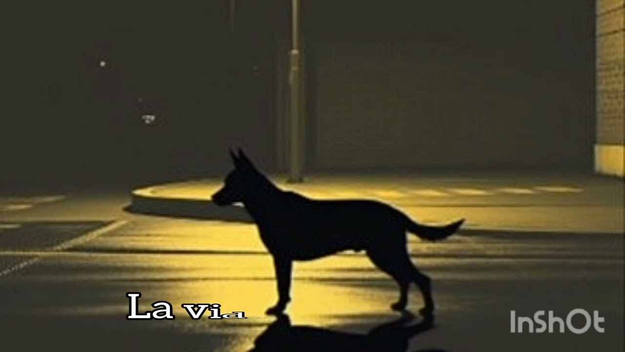PERRO CALLEJERO (LOBO ESQUIVEL)