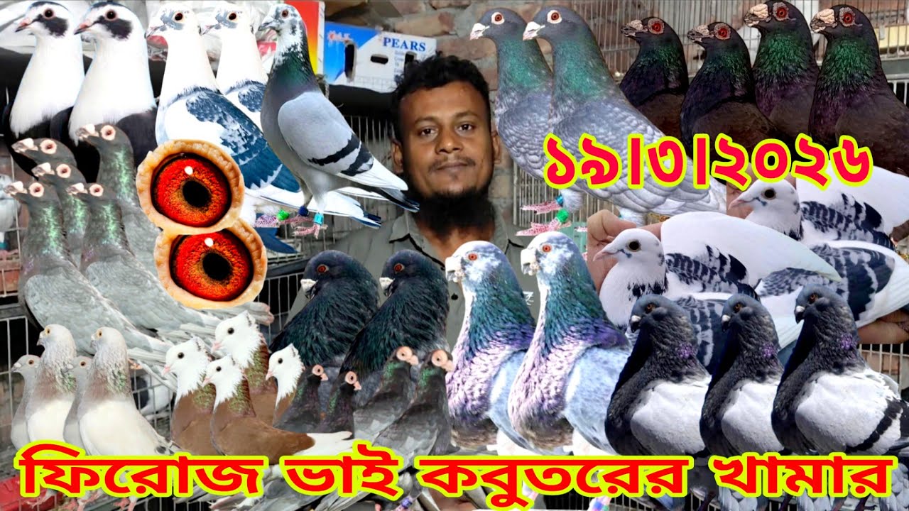 স্টক ক্লিয়ারেন্স অফার ।। সবচেয়ে কম দামে কবুতর কিনুন।। মাত্র ৫০০ টাকা পিস চিল কবুতর কিনুন