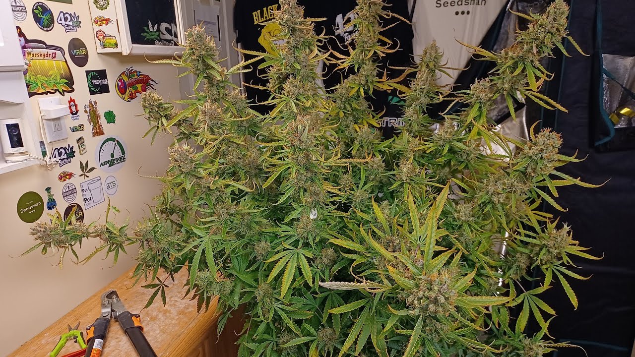 Mega Power Plant Autoflower Harvest Spliff Seeds Viparspectra P4000 grow  Medical cannabis