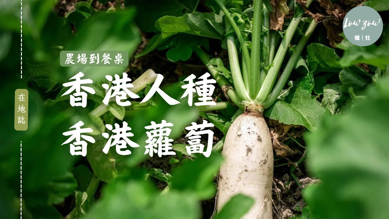 香港人種香港蘿蔔 連結上下游 本地農場到餐桌 秋冬限定 翹腳遲水蘿蔔甜滑無渣 Guide To Hong Kong's Local Farming #香港農業故事 #在地誌