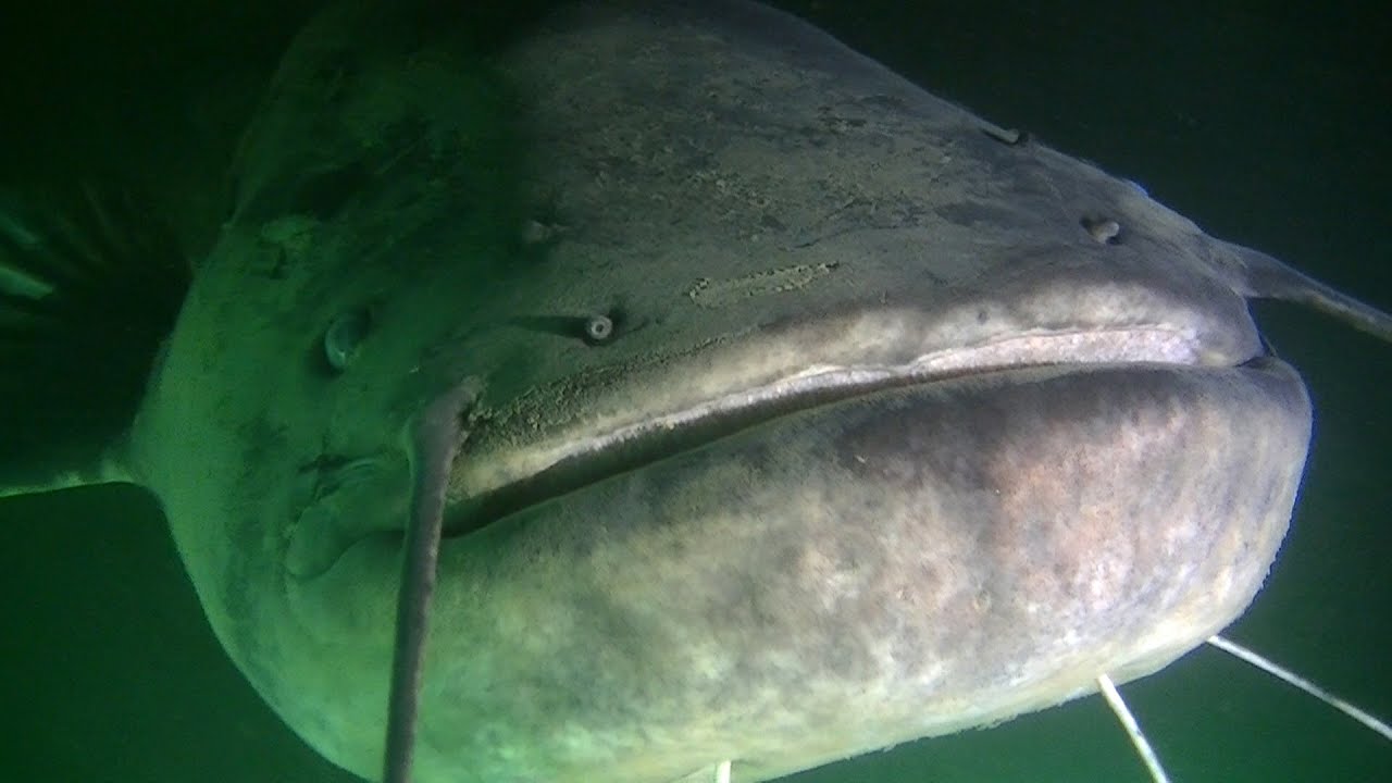 meervallen in de Kempervennen