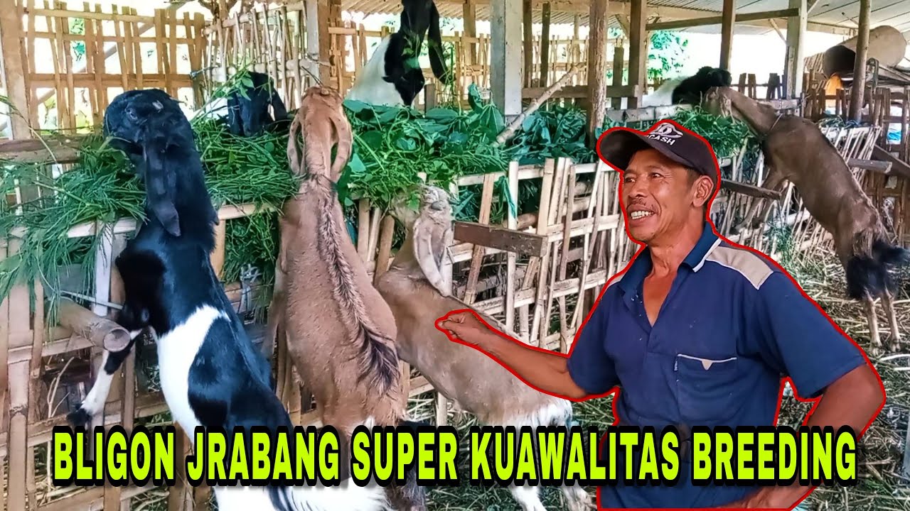 TERNAK KAMBING BLIGON SUPER || LAYAK UNTUK BIBITAN BREEDING..