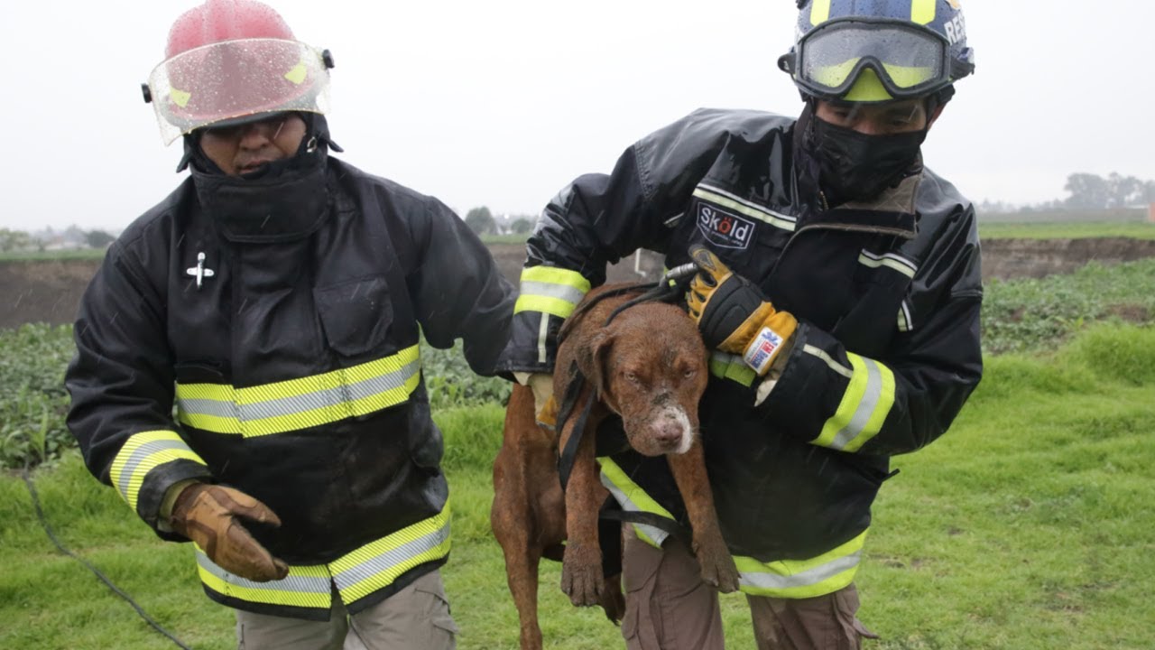 Rescatan a perritos que cayeron en socavón de Puebla