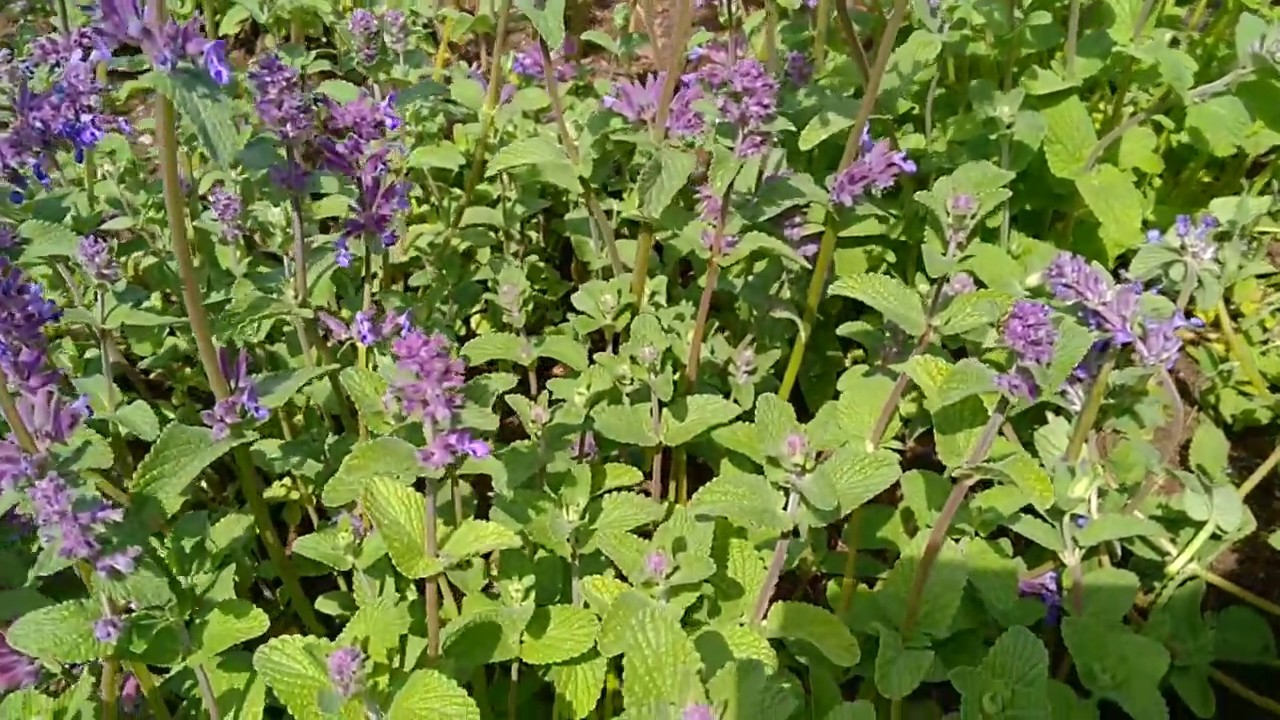 vaste planten voor vlinders en bijen,Kattenkruid (Nepeta faassenii 'Walker's Low')