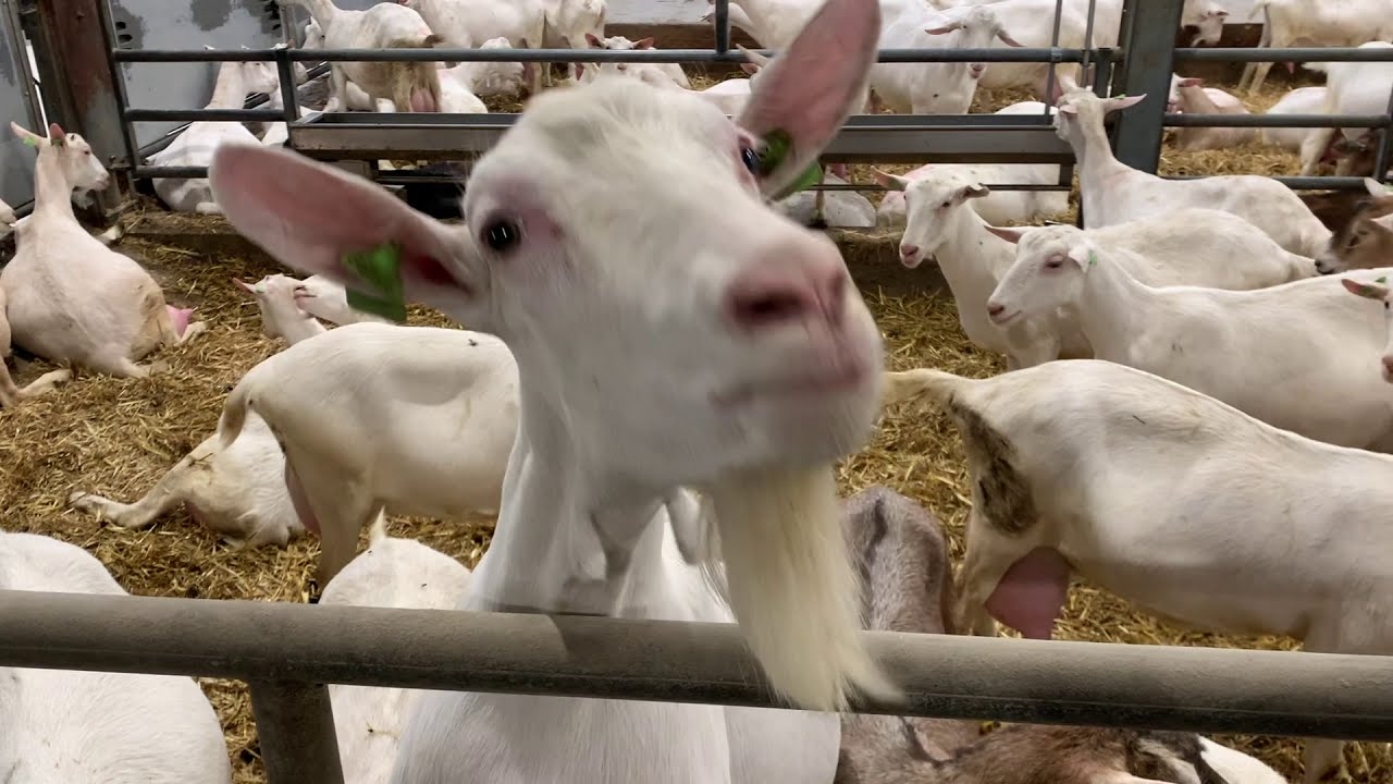 'Dankzij eierschalen minder klauwproblemen bij onze geiten'
