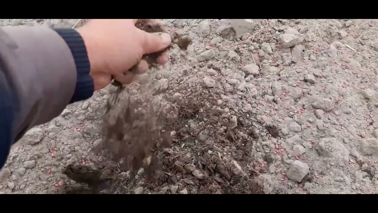 Добрива під часник і цибулю. Основне живлення!