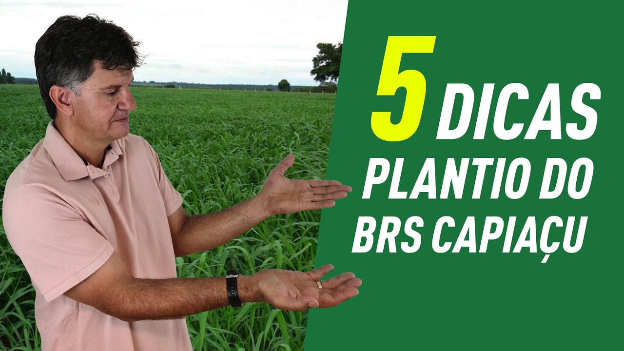 5 dicas para plantar o capim BRS CAPIAÇU